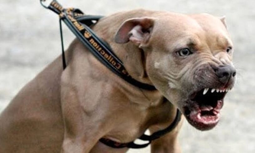 Paternó, bambina di 4 anni aggredita e azzannata da un pitbull: salvata da una parente