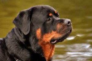 S. M. di Licodia, si cerca cane rottweiler autore (forse) di due aggressioni a bambini: ordinanza del sindaco