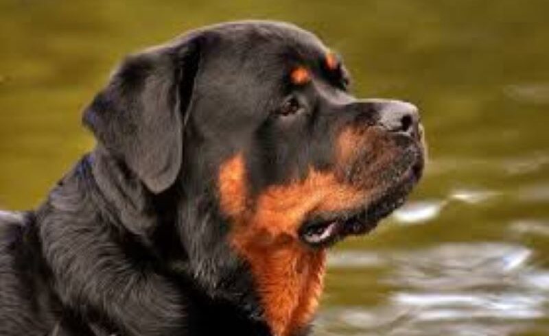 S. M. di Licodia, si cerca cane rottweiler autore (forse) di due aggressioni a bambini: ordinanza del sindaco