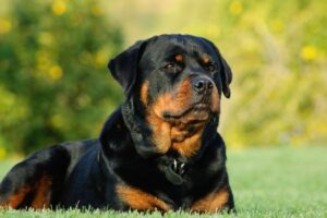 Trovato a Paternó il rottweiler che ha azzannato due bambini: affidato a un canile di Adrano