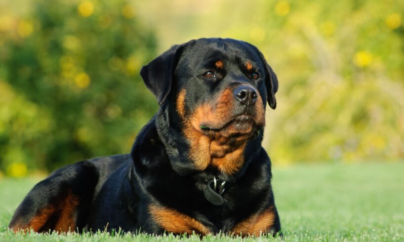 Trovato a Paternó il rottweiler che ha azzannato due bambini: affidato a un canile di Adrano