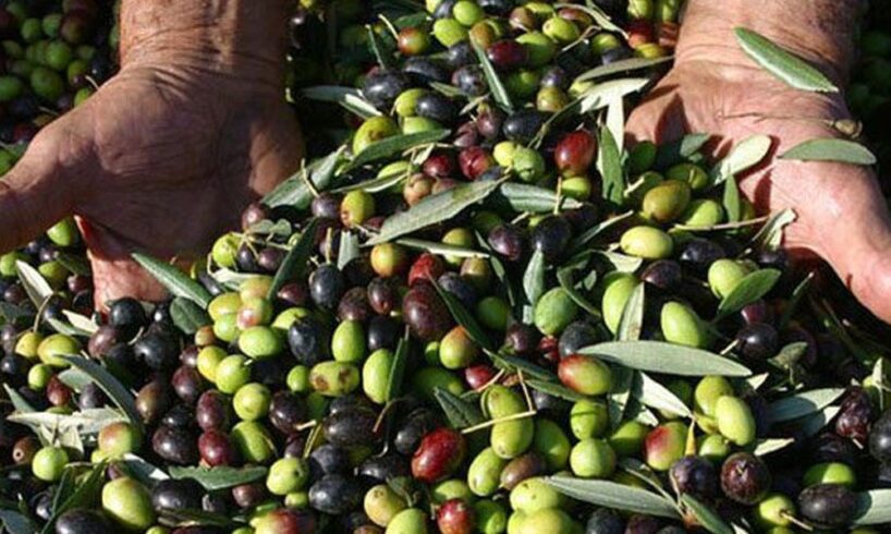 Catania, l’allarme di Cia e Apo: “In Sicilia calo del 50% della produzione di olive”