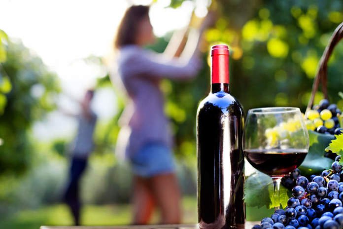 Vino, sotto l’Etna +55% aziende di vino avviate da giovani: 89 realtà produttrici