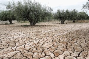 Olio d’oliva e siccità, l’extravergine siciliano a - 50% rispetto al 2023: ma la qualità è eccellente