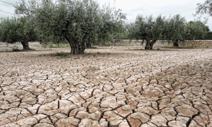 Olio d’oliva e siccità, l’extravergine siciliano a - 50% rispetto al 2023: ma la qualità è eccellente