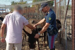 Catania, asini invadono pista dell’aeroporto: Polizia scopre allevamento abusivo nella zona di Fontanarossa