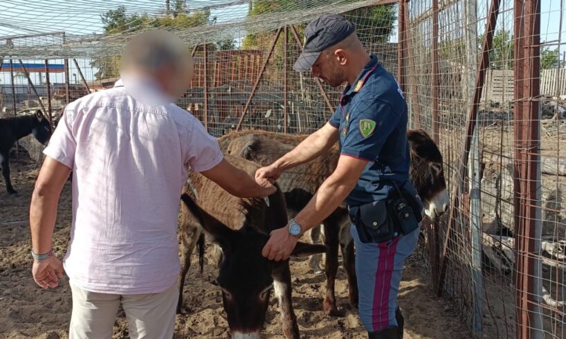 Catania, asini invadono pista dell’aeroporto: Polizia scopre allevamento abusivo nella zona di Fontanarossa