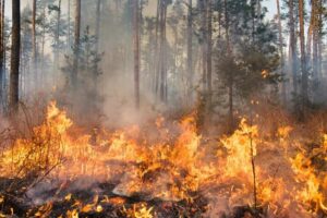 Area Val Simeto-Etna, finanziati oltre 368 mila euro per la prevenzione e gestione di incendi boschi