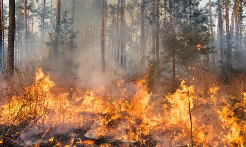 Area Val Simeto-Etna, finanziati oltre 368 mila euro per la prevenzione e gestione di incendi boschi