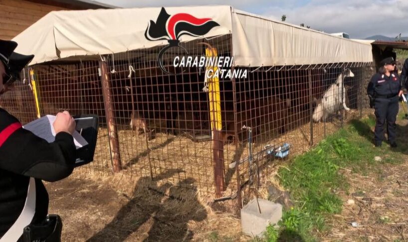 Bronte, controlli in un centro equestre: sequestrati 5 fabbricati, 18 animali e sanzioni per 60 mila euro