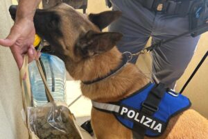 Catania, in uno scantinato a Librino recuperato 1,5 kg di droga: grazie al fiuto di ‘Maui’