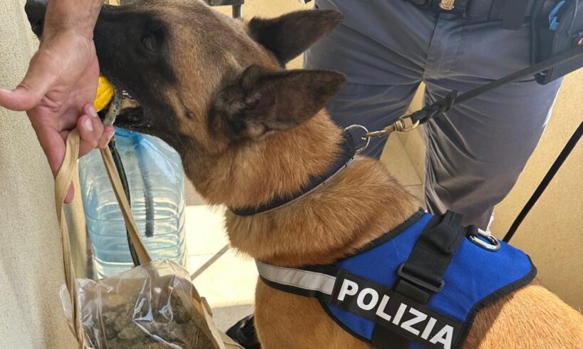 Catania, in uno scantinato a Librino recuperato 1,5 kg di droga: grazie al fiuto di ‘Maui’