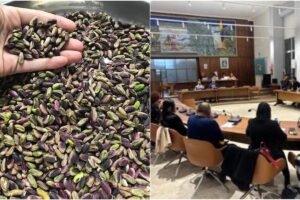 “Il pistacchio di Adrano diventi Dop”: FdI presenta Odg in Consiglio comunale per il riconoscimento